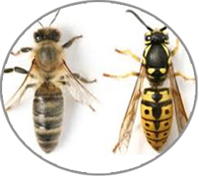 abeille labo ehp boukhatmi